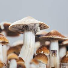 THINGS TO KNOW ABOUT MAGIC MUSHROOMS’ BENEFITS