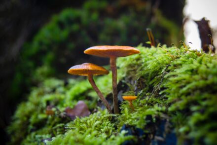 Microdosing Magic Mushrooms for Gamers: An Unconventional Performance Enhancer?
